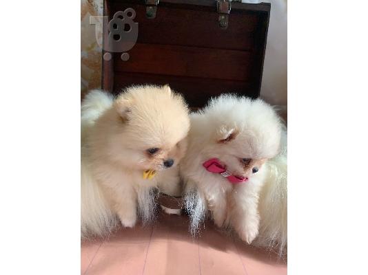 PoulaTo: Γεια σας, εδώ έχουμε 2 υπέροχα κουτάβια Pomeranian, 1